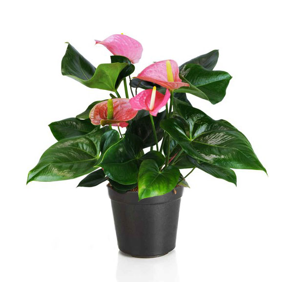 آنتوریوم دو رنگ